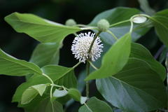 Mitragyna parvifolia